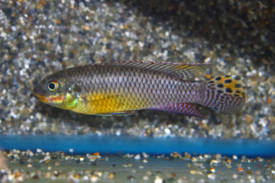 Pelvicachromis Kribensis Idenau