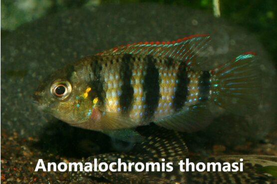 Anomalochromis Thomasi