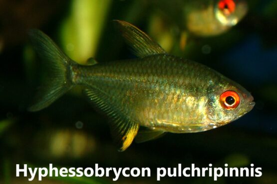 Hyphessobrycon pulchripinnis