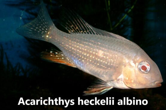 Acarichthys heckelii albino