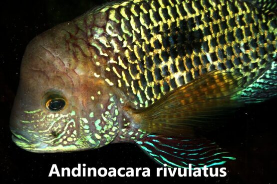 Andinoacara rivulatus