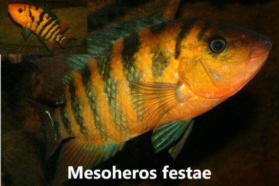 Mesoheros festae