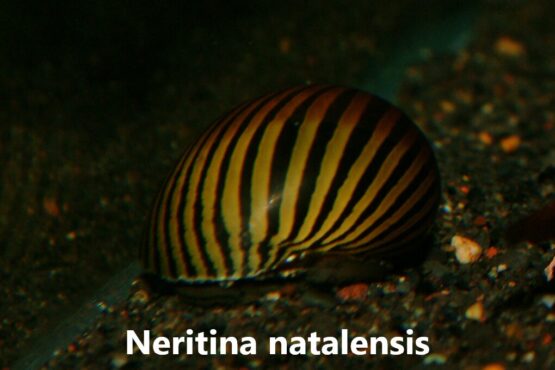 Neritina natalensis