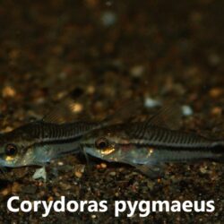 Corydoras pygmaeus
