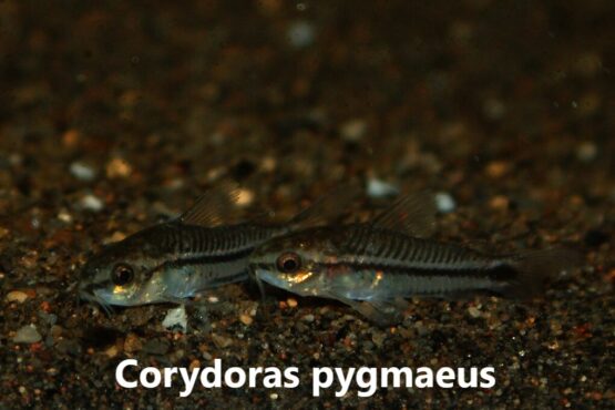 Corydoras pygmaeus