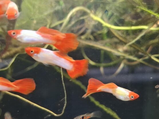 Gubbý koi - Image 2