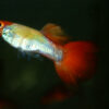 Gubbý koi