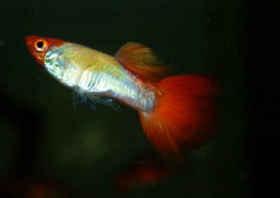 Gubbý koi