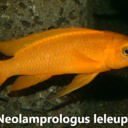 Neolamprologus leleupi
