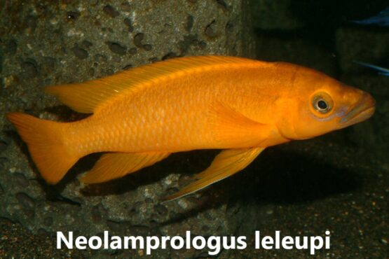 Neolamprologus leleupi