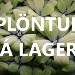 Plöntur á lager