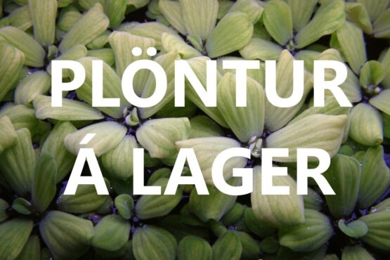 Plöntur á lager
