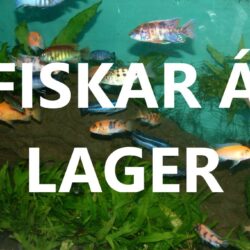 Fiskar á lager