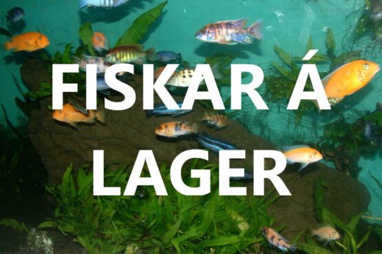 Fiskar á lager