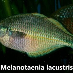 Melanotaenia lacustris