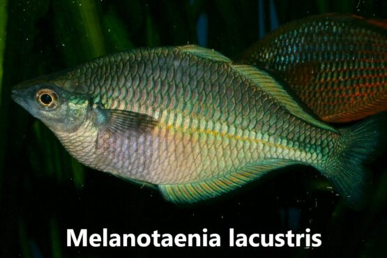 Melanotaenia lacustris