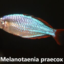 Melanotaenia  praecox