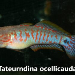 Tateurndina ocellicauda
