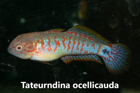 Tateurndina ocellicauda