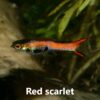 Endler red scarlet