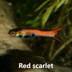 Endler red scarlet