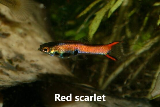 Endler red scarlet
